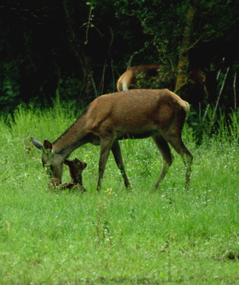 Tenerezze di mamma cervo